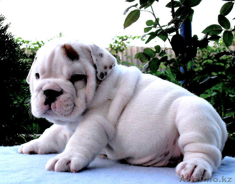 Английский бульдог щенки Утверждение - Изображение #1, Объявление #69224