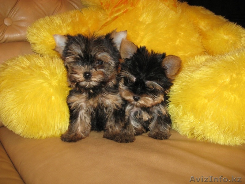 Йоркширский терьер! - Изображение #1, Объявление #270645