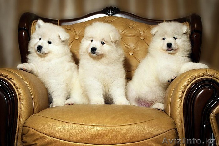 Белоснежные щенки самоеда!!! - Изображение #1, Объявление #290477