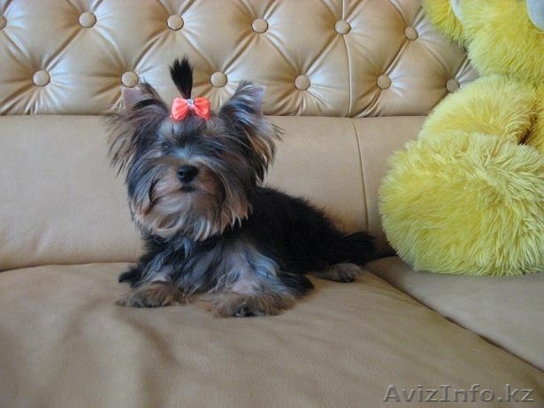 Йоркширский терьер,  щенки! - Изображение #1, Объявление #408905