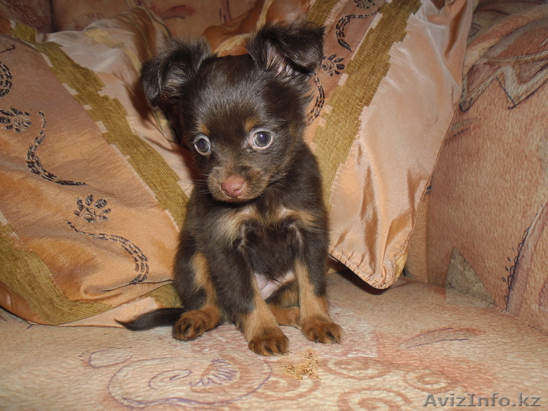 Элитные щенки длинношерстного тойтерьера - Изображение #1, Объявление #547000