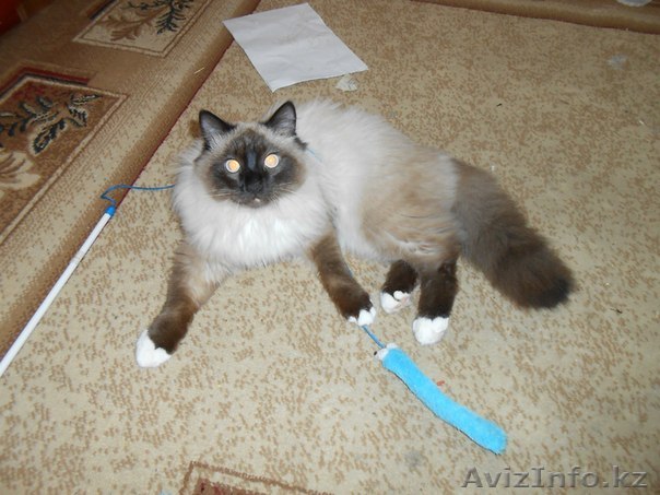 ПРОПАЛ КОТ пушистый сиамской окраски - Изображение #1, Объявление #880871