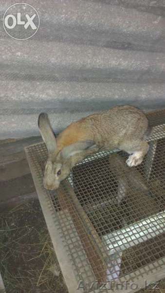 Крупные кролики - Изображение #1, Объявление #1129704