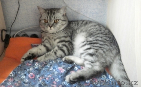 недорого продам кошечку помесь шотландской вислоухой - Изображение #1, Объявление #1626025