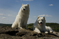 Очаровательные белоснежные щенки самоеда! - Изображение #1, Объявление #342472