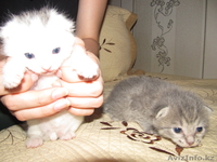 Котята                       - Изображение #1, Объявление #681170