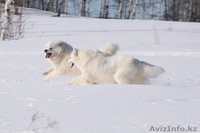 Белоснежные щенки самоеда! - Изображение #2, Объявление #734135