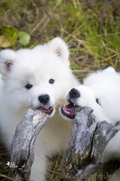 Белоснежные щенки самоеда! - Изображение #8, Объявление #734135