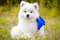 Белоснежные щенки самоеда! - Изображение #5, Объявление #734135