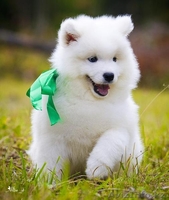 Белоснежные щенки самоеда! - Изображение #6, Объявление #734135