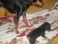 маленький той-терьер - Изображение #2, Объявление #880464