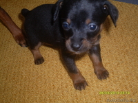 маленький той-терьер - Изображение #1, Объявление #880464