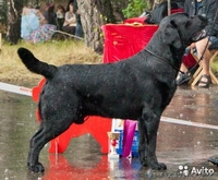 лабрадорчики ждут своих хозяев  - Изображение #1, Объявление #1178456