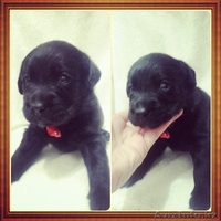 лабрадорчики ждут своих хозяев  - Изображение #2, Объявление #1178456