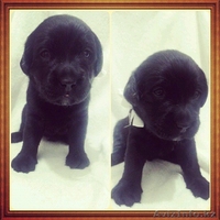 лабрадорчики ждут своих хозяев  - Изображение #4, Объявление #1178456