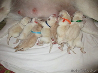 Щенки Лабрадора-ретривера палевого окраса - Изображение #1, Объявление #1293462