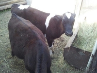 продам бычков шестимесячных - Изображение #1, Объявление #1489543