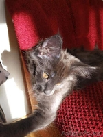 Кошечка Мейн-кун - Изображение #3, Объявление #1639274