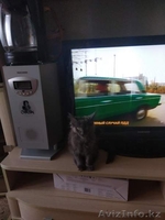 Кошечка Мейн-кун - Изображение #1, Объявление #1639274