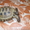 черепаха сухопутная #331053
