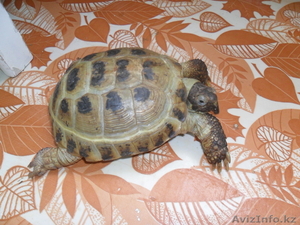 черепаха сухопутная - Изображение #1, Объявление #331053
