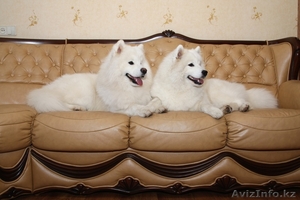 Очаровательные белоснежные щенки самоеда! - Изображение #2, Объявление #342472
