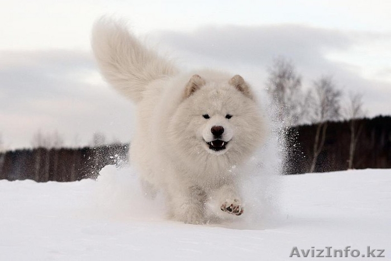 Очаровательные белоснежные щенки самоеда! - Изображение #3, Объявление #342472