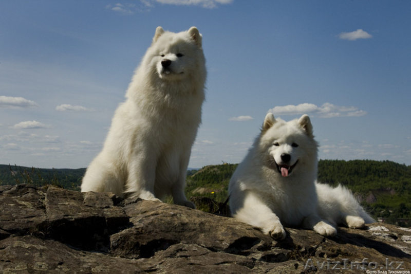 Очаровательные белоснежные щенки самоеда! - Изображение #1, Объявление #342472