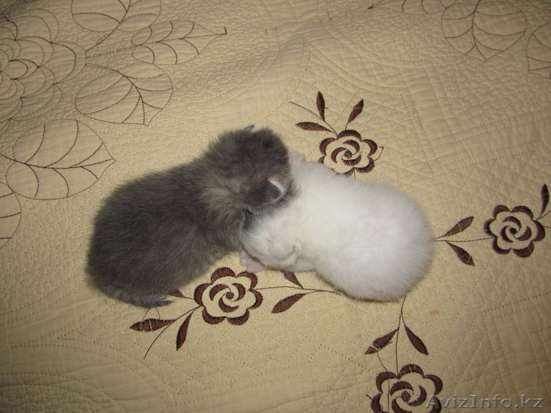 Котята                       - Изображение #2, Объявление #681170