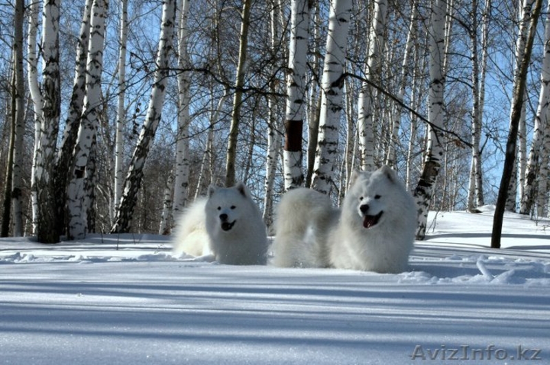 Белоснежные щенки самоеда! - Изображение #3, Объявление #734135