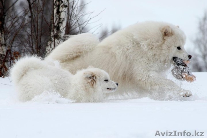Белоснежные щенки самоеда! - Изображение #1, Объявление #734135
