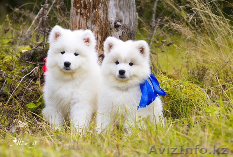 Белоснежные щенки самоеда! - Изображение #4, Объявление #734135