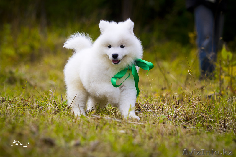 Белоснежные щенки самоеда! - Изображение #9, Объявление #734135