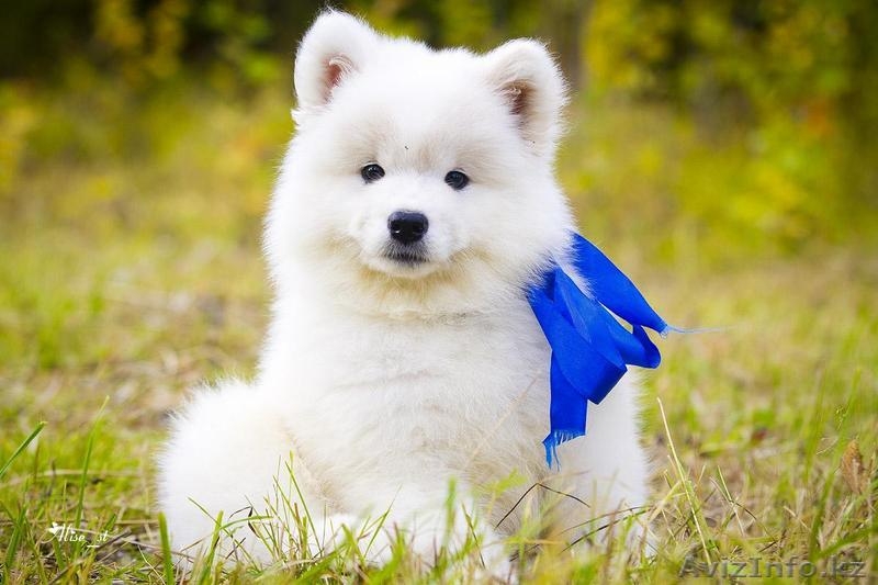 Белоснежные щенки самоеда! - Изображение #5, Объявление #734135