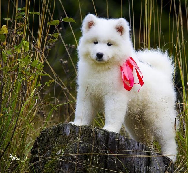 Белоснежные щенки самоеда! - Изображение #7, Объявление #734135