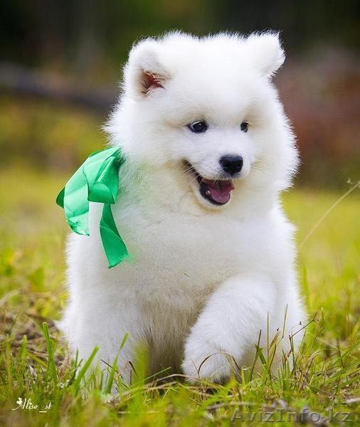 Белоснежные щенки самоеда! - Изображение #6, Объявление #734135