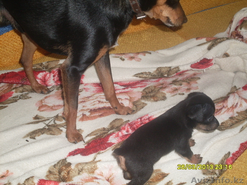 маленький той-терьер - Изображение #2, Объявление #880464