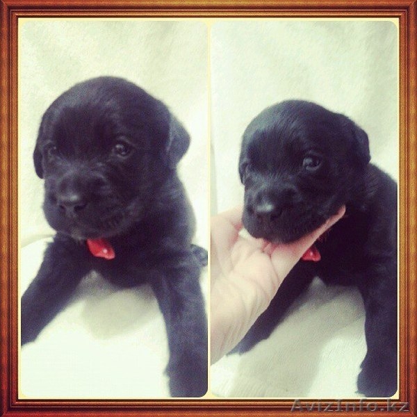 лабрадорчики ждут своих хозяев  - Изображение #2, Объявление #1178456
