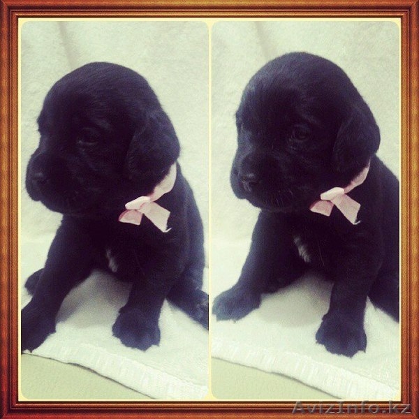 лабрадорчики ждут своих хозяев  - Изображение #3, Объявление #1178456