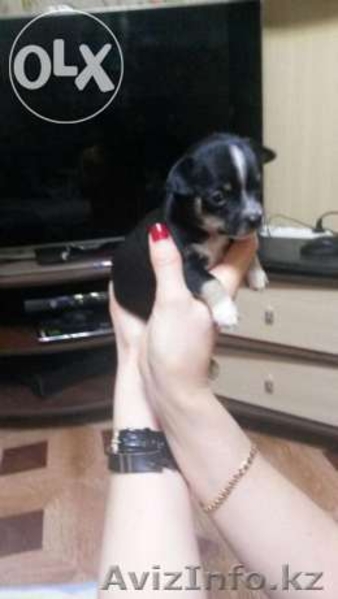 Продам щенков тойтерьера - Изображение #1, Объявление #1235313