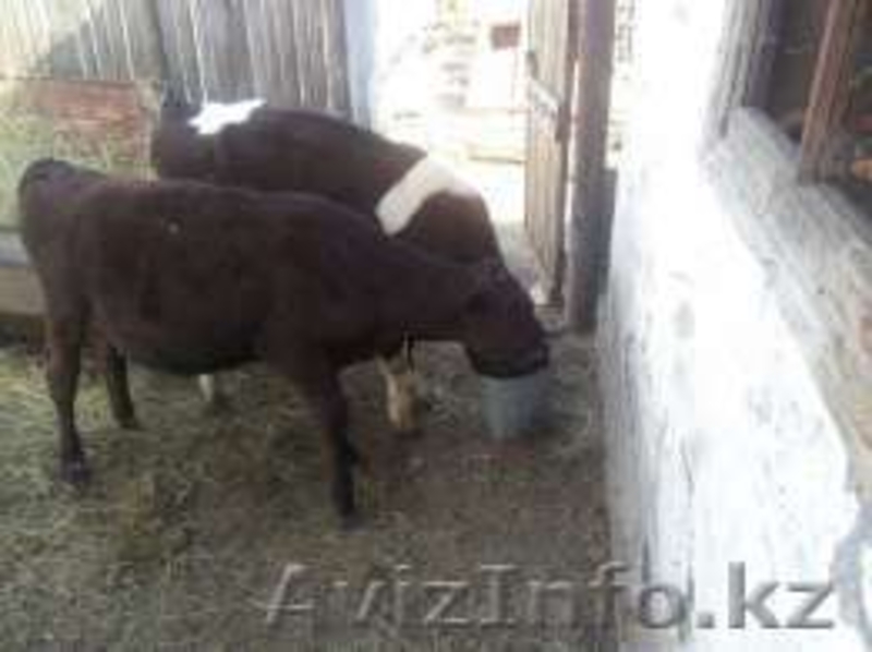 продам бычков шестимесячных - Изображение #2, Объявление #1489543