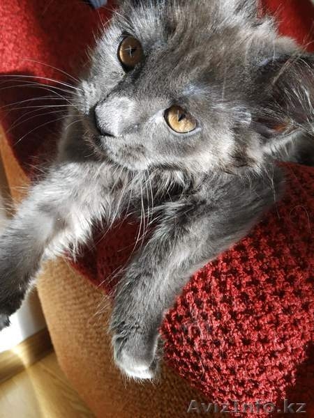 Кошечка Мейн-кун - Изображение #2, Объявление #1639274
